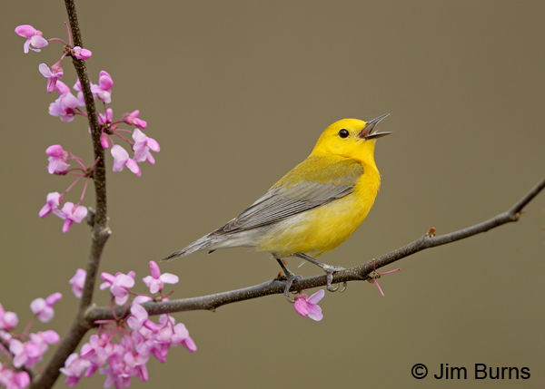 Prothonotary Warbler male in Redbud