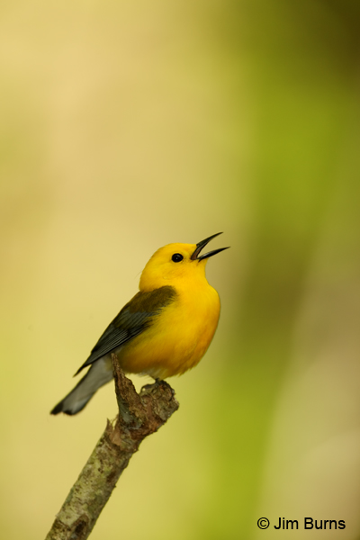 Prothonotary Warbler male singing