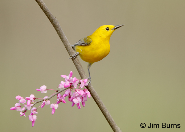 Prothonotary Warbler male in Redbud #3