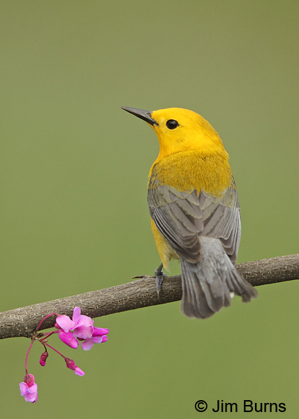 Prothonotary Warbler male in Redbud #4
