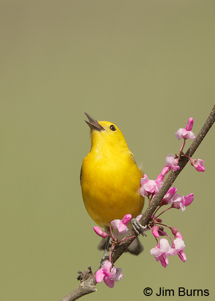 Prothonotary Warbler male in Redbud #5