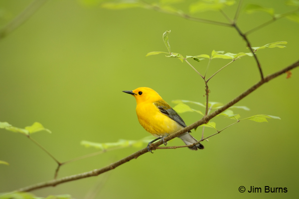 Prothonotary Warbler male spring greenery