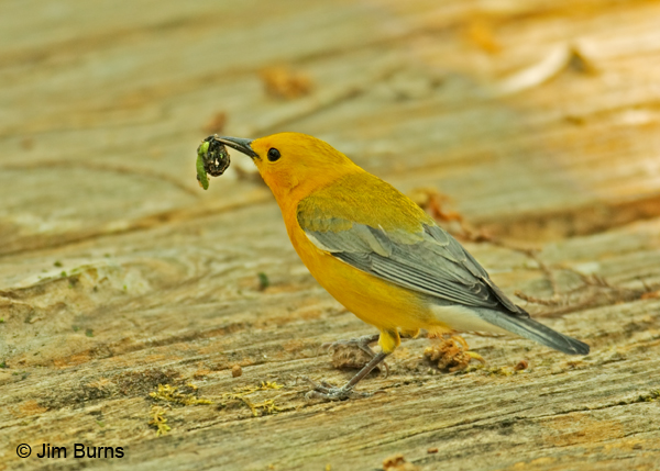 Prothonotary Warbler with caterpillars