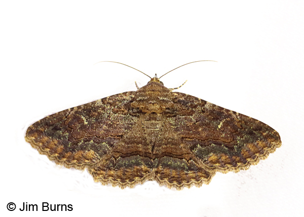 Pseudanthracia Moth, Arizona