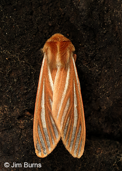 Pseudohemihyalea ambigua dorsal view, Arizona