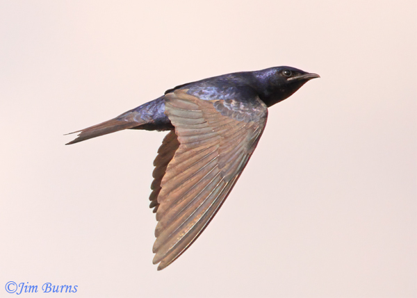 A male Purple Martin headed for South America hawks insects over Ayer Lake.