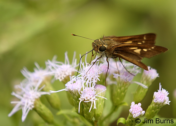 Purple-washed Skipper dorsolateral view, Texas
