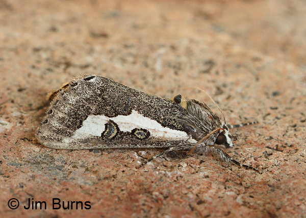 Purslane Moth, Arizona