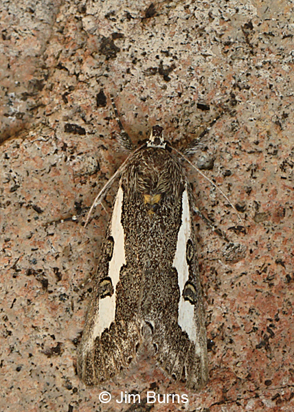 Purslane Moth dorsal view, Arizona