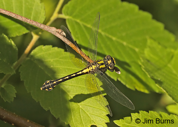 Pygmy Snaketail female eating moth, Rusk Co., WI, June 2014 