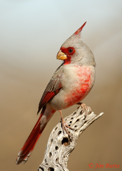 Pyrrhuloxias, the so-called desert cardinal, are seen along the creek at the far west boundary of the arboretum.