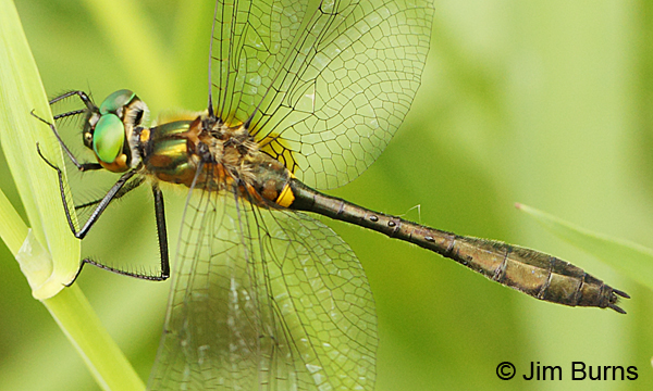 Racket-tailed Emerald male dorsolateral close-up showing forewing triangle venation, Washington Co., MN, June 2014