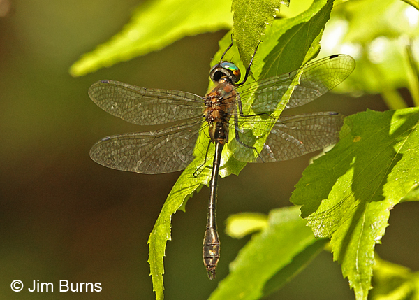 Racket-tailed Emerald male, Penobscot Co., ME, July 2014