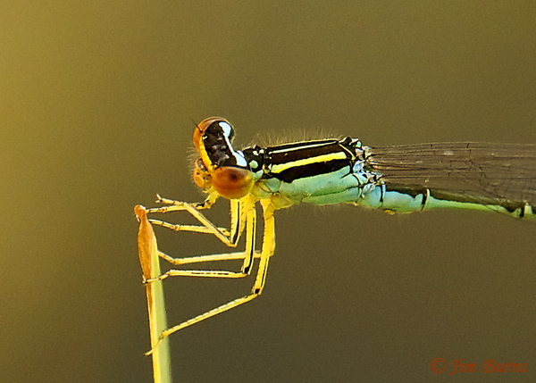 Rainbow Bluet male face and thorax, Larimer Co., CO, June 2019--3891