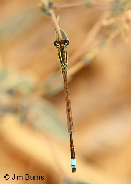 Rambur's Forktail male dorsal view, Maricopa Co., AZ, October 2011