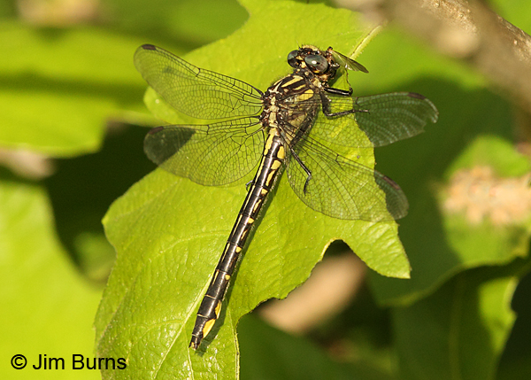Rapids Clubtail female eating fly, Pine Co., MN, June 2014