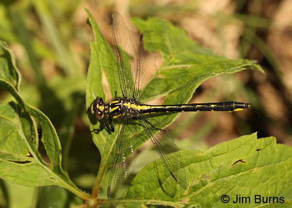 Rapids Clubtail male, Chisago Co., MN, June 2014