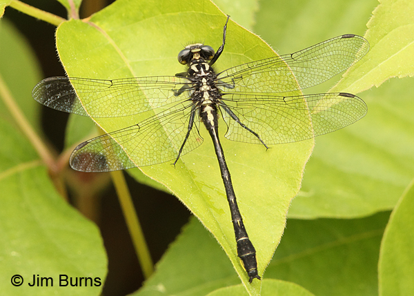 Rapids Clubtail male dorsal view, Rusk Co., WI, June 2014