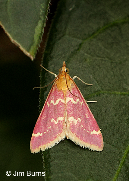 Raspberry Pyrausta Moth #2, Arizona