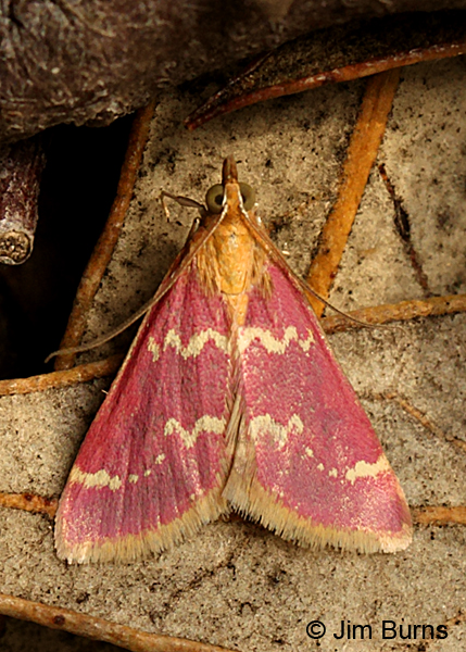 Raspberry Pyrausta Moth #3, Arizona