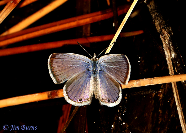 Reakirt's Blue male, Arizona--2340