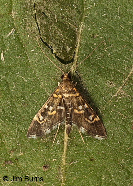 Recondite Webworm Moth, Arizona.