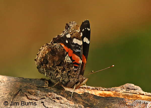 Red Admiral underwing, Texas