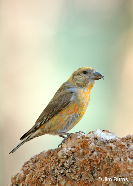 Red Crossbill immature male