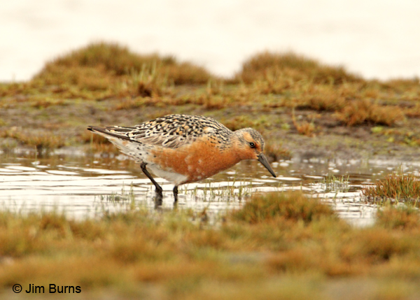 Red Knot alternate plumage