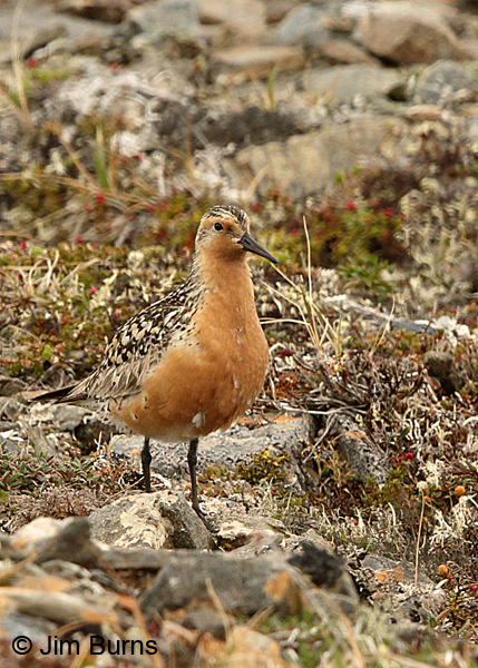 Red Knot on tundra