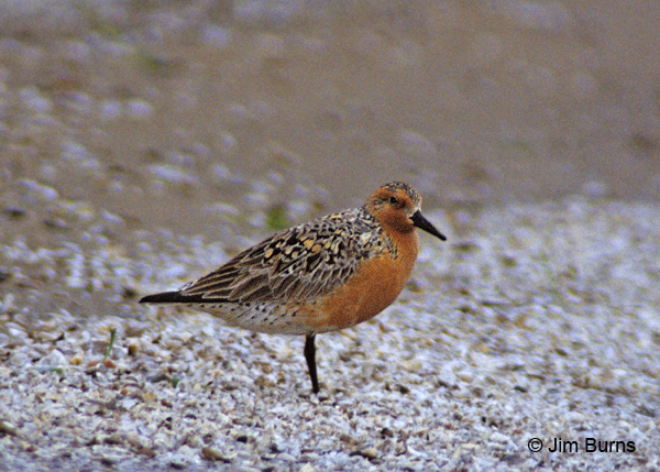 Red Knot on beach
