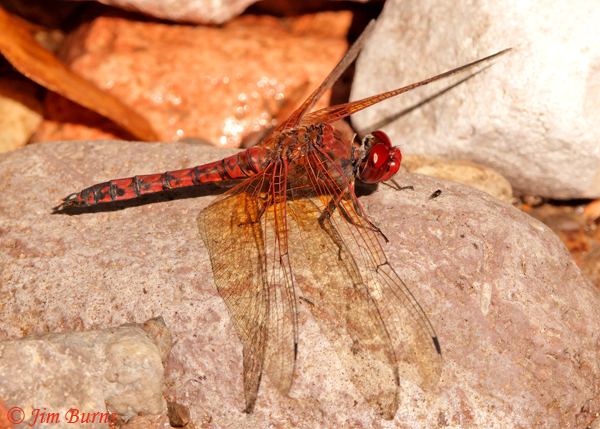 Red Rock Skimmer male, Cochise Co., AZ, September 2021--4273