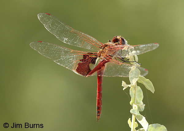 Red Saddlebags male dorsolateral view, Maricopa Co., AZ, June 2014
