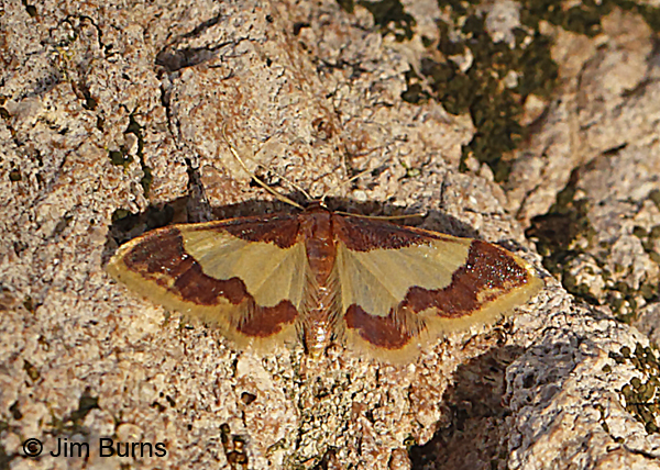 Red-and-white Wave Moth on rock, Arizona--8793