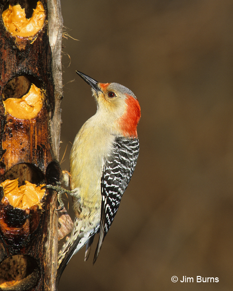 Red-bellied Woodpecker male at peanut butter feeder