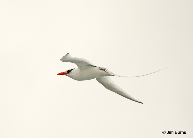 Red-billed Tropicbird in flight
