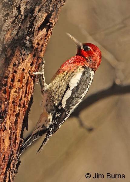 Red-breasted Sapsucker daggetti at Mesquite wells