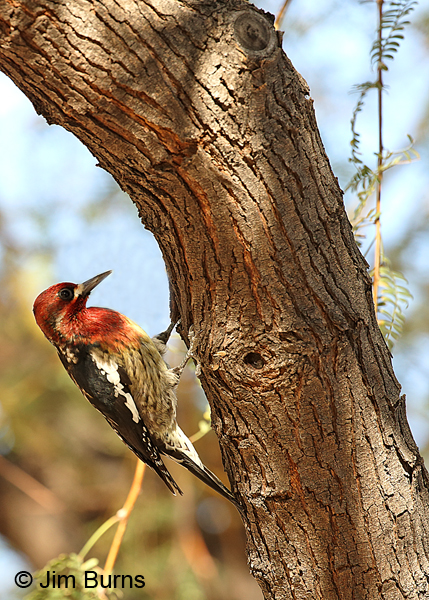 Red-breasted Sapsucker in Mesquite vertical