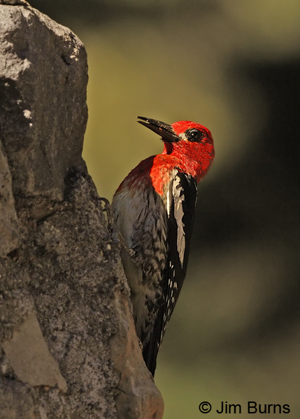 Red-breasted Sapsucker ruber race