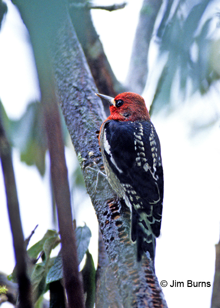 Red-breasted Sapsucker ruber race dorsal view