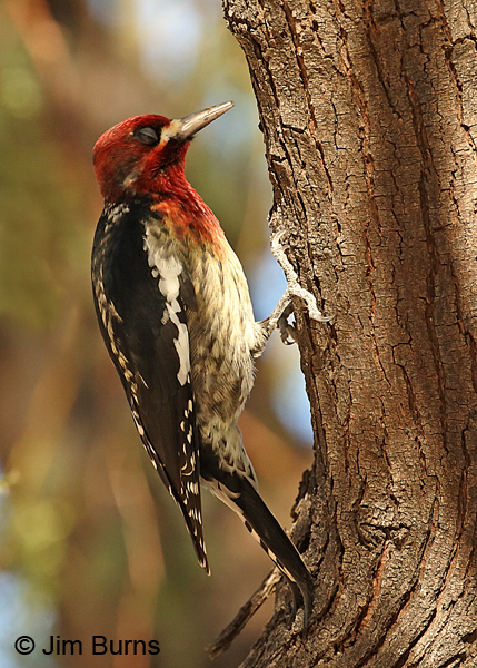 Red-breasted Sapsucker showing nictitating membrane and tail platform