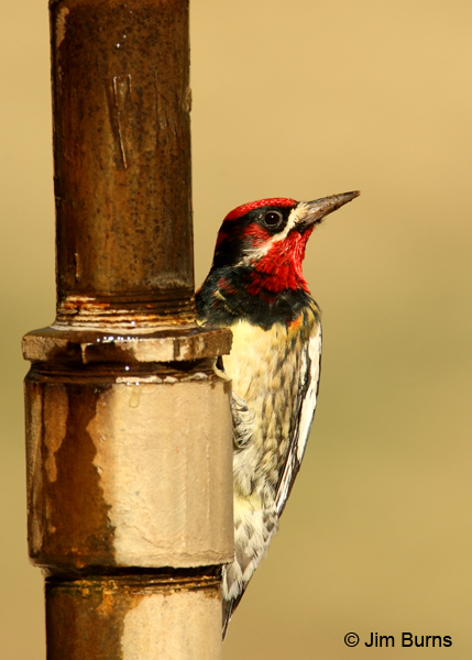 Red-breasted Sapsucker x Red-naped Sapsucker hybrid