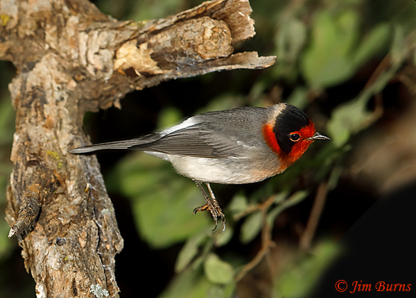 Red-faced Warbler in flight--5574