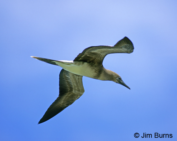 Red-footed Booby brown morph