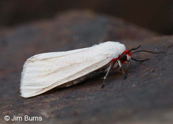Red-headed Pygarctia Moth, Arizona
