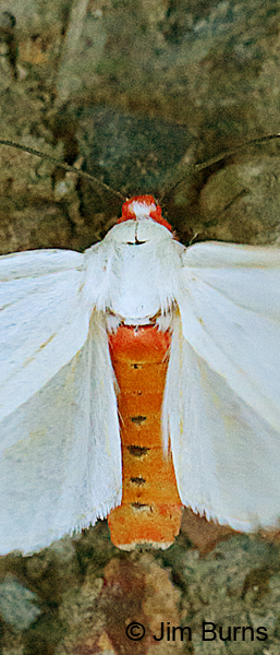 Red-headed Pygarctia Moth dorsal abdomen, Arizona