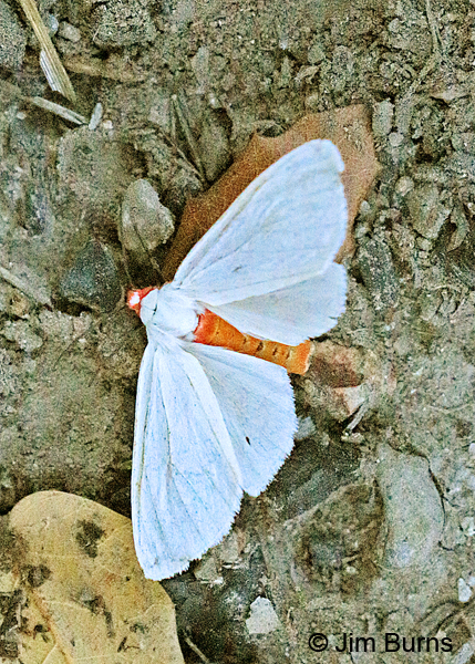 Red-headed Pygarctia Moth dorsal view, Arizona