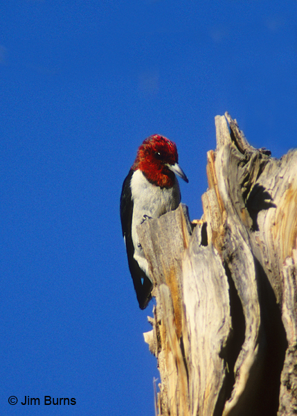 Red-headed Woodpecker at work