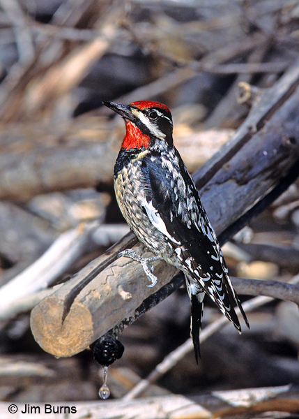 Red-naped Sapsucker male at water drip