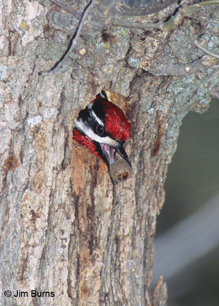 Red-naped Sapsucker male cleaning out old acorns